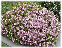 Pink Indian Hawthorn