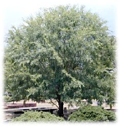 True Green Chinese Elm